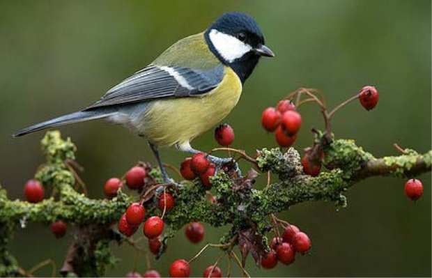 Синиця велика (Parus major) :: Пернаті друзі, птахи України, орнітологія ::